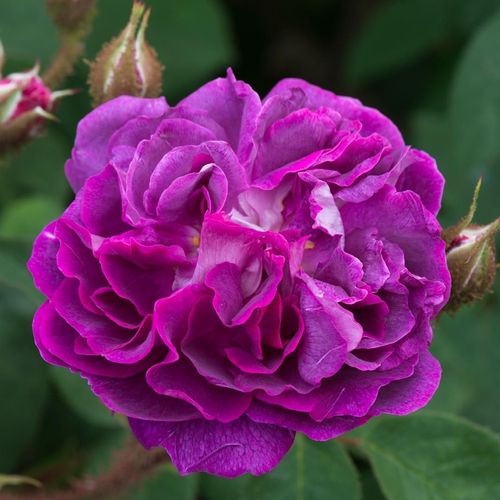 Rozen bestellen en bezorgen - Rosa William Lobb - sterk geurende roos - Stamroos - Engelse roos - purper - Jean Laffayhangende kroonvorm - 0